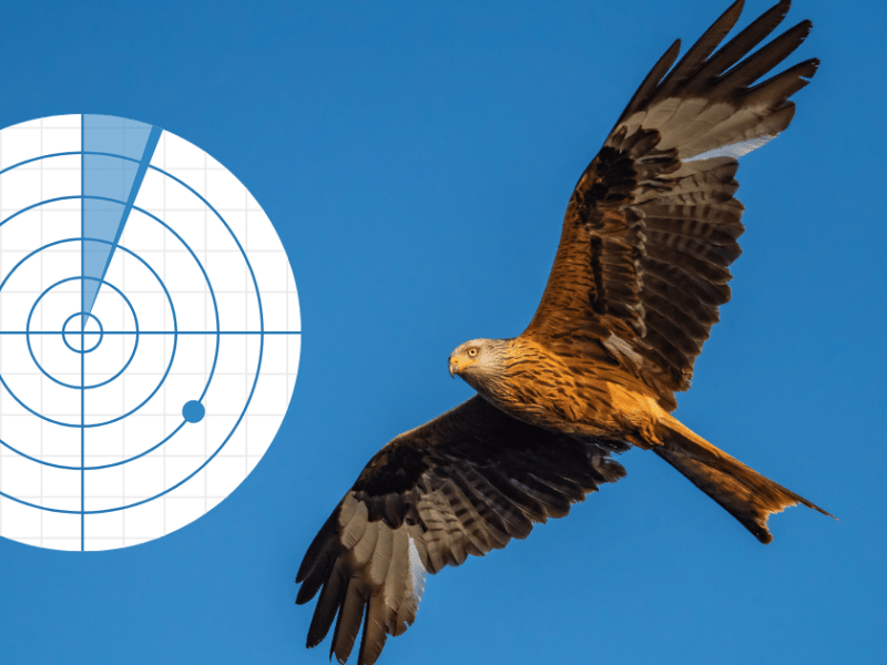 Neue Antikollisionssysteme für Vögel bringen mehr Ertrag für Windenergieanlagen